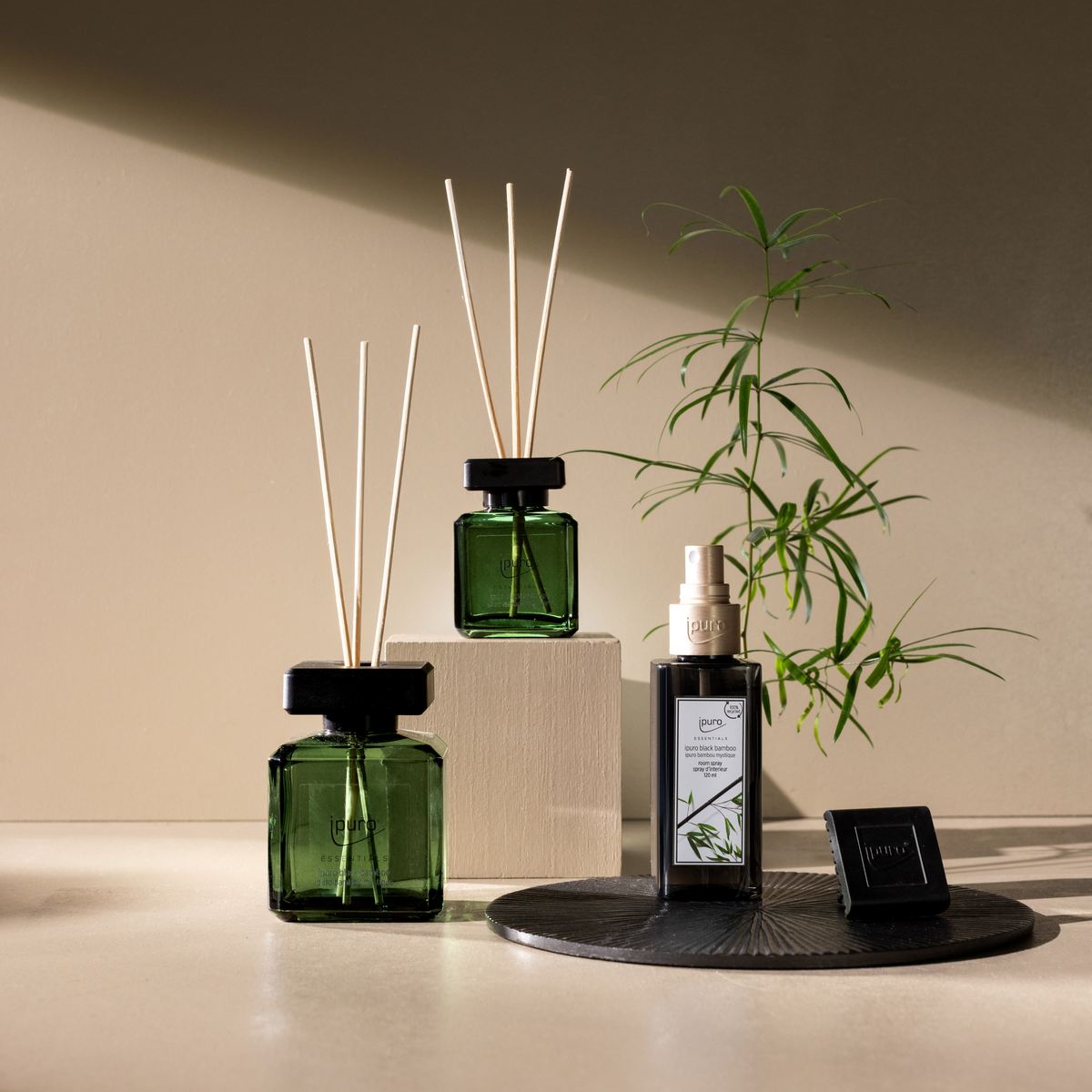 Die ipuro black bamboo Duftkerze von ipuro sitzt auf einer neutralen Oberfläche mit einer minimalistischen Pflanze und weichen Schatten, die grüne Frische und eine holzige Nuance in der Raumgestaltung hervorrufen.
